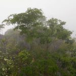 秩父 小鹿野の秘峰、白石山(毘沙門山)バリエーションルート - JMIA登山講習会